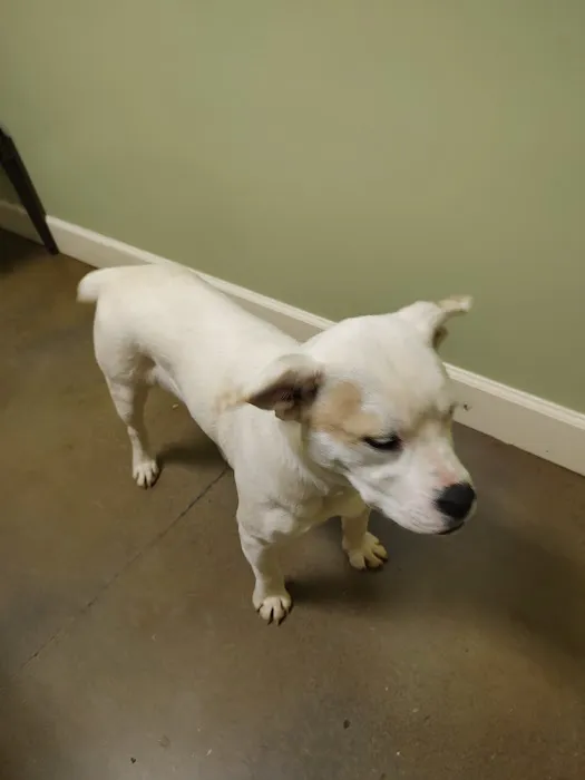 Bluebonnet Animal Clinic Inc 12