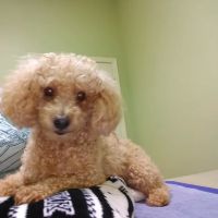 Bluebonnet Animal Clinic Inc ico