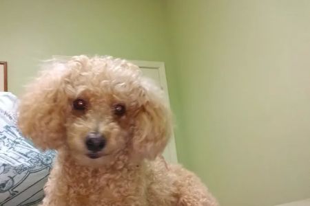 Bluebonnet Animal Clinic Inc