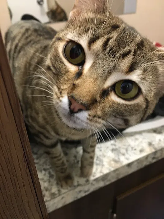 Bluebonnet Animal Clinic Inc 12