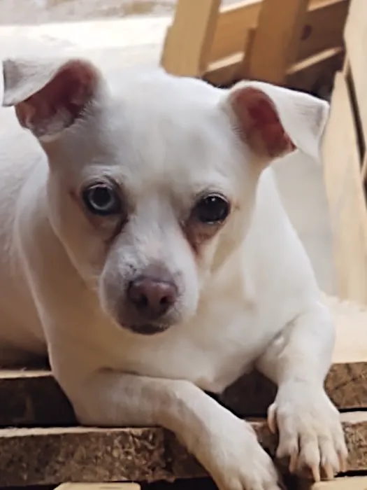 Bluebonnet Animal Clinic Inc 12
