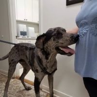 Baxley Animal Hospital ico