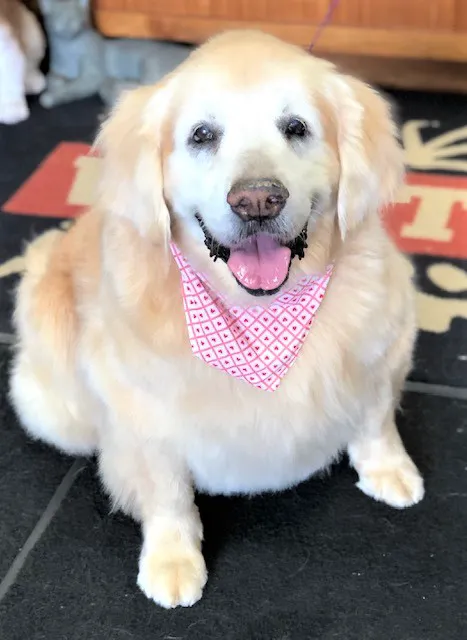 Pet Vet Express 12