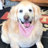 Pet Vet Express ico