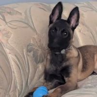 Crestline Pet Care PC ico
