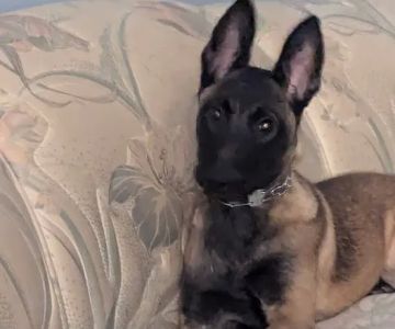 Crestline Pet Care PC