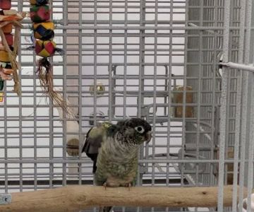 Jo's Exotic Birds Ltd