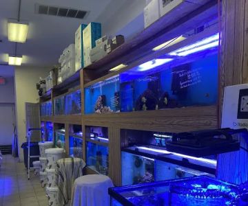 Ocean Design Aquarium