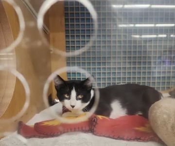 Petco