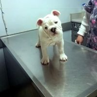 Bessemer Pet Clinic ico