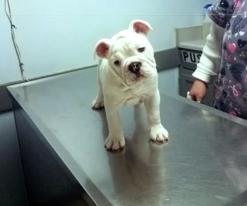 Bessemer Pet Clinic