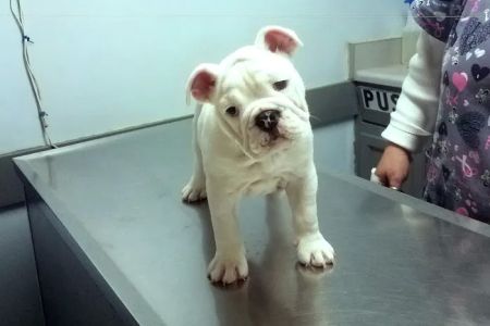 Bessemer Pet Clinic