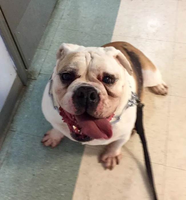 Bessemer Pet Clinic 12