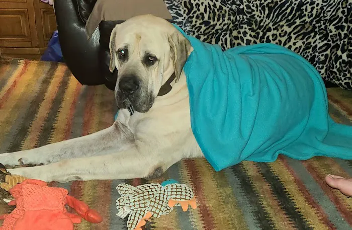 Bessemer Pet Clinic 12