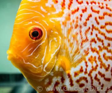Chicago Discus