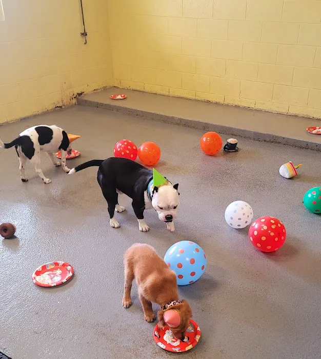 VCA Becker Animal Hospital 12