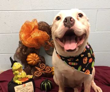 VCA Becker Animal Hospital