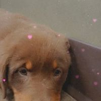 Vulcan Park Animal Care ico