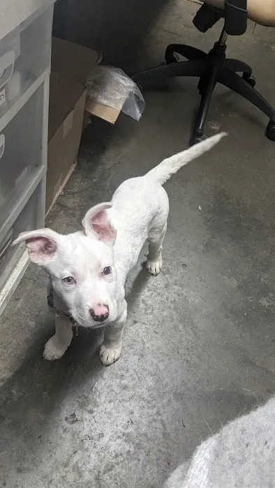 Vulcan Park Animal Care 12