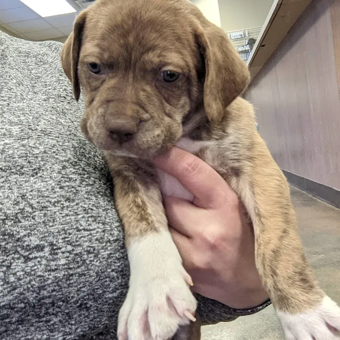 Vulcan Park Animal Care 12