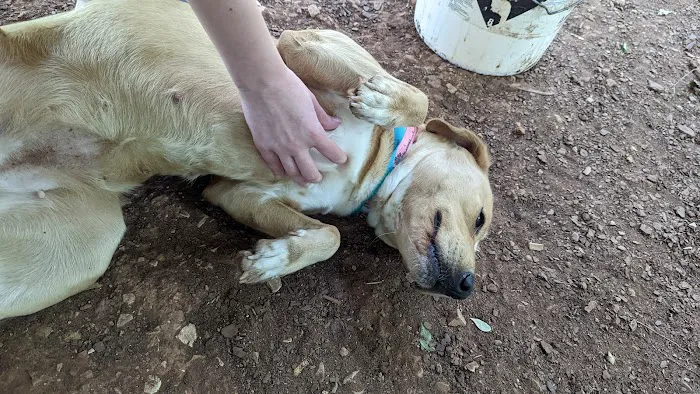Vulcan Park Animal Care 12