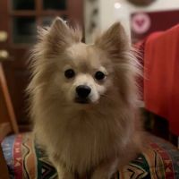 Red Mountain Animal Clinic ico