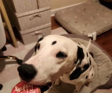 Pet Wants Chicago North