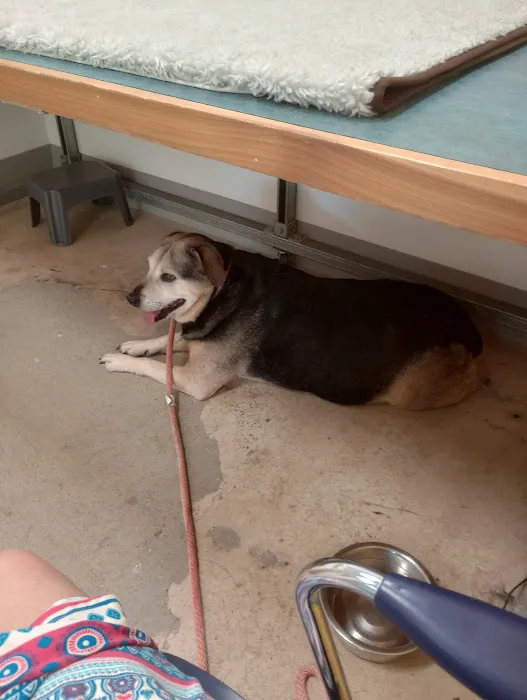 Animal Cardiology of Alabama 12