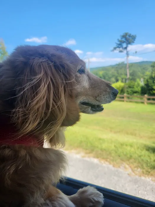 Animal Cardiology of Alabama 12