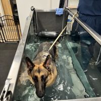 Sound Animal Rehabilitation and Fitness ico