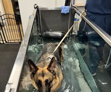 Sound Animal Rehabilitation and Fitness