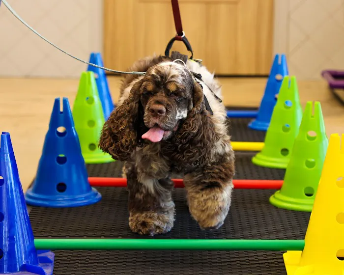 Sound Animal Rehabilitation and Fitness 12