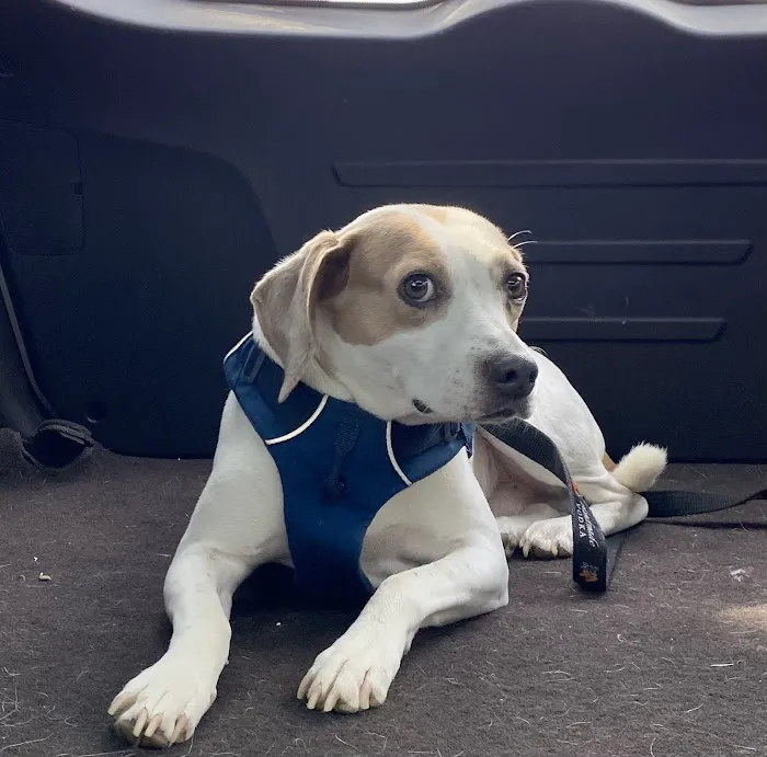Ambassador Animal Hospital 12
