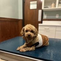 Ambassador Animal Hospital ico
