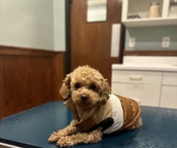Ambassador Animal Hospital