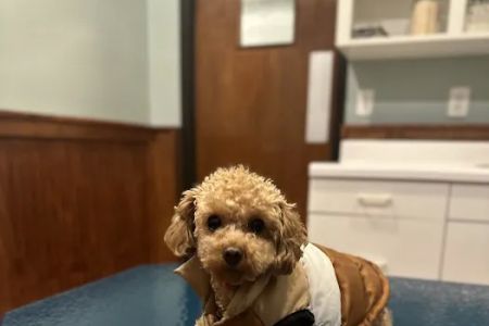 Ambassador Animal Hospital