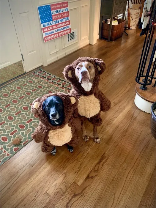 Ambassador Animal Hospital 12