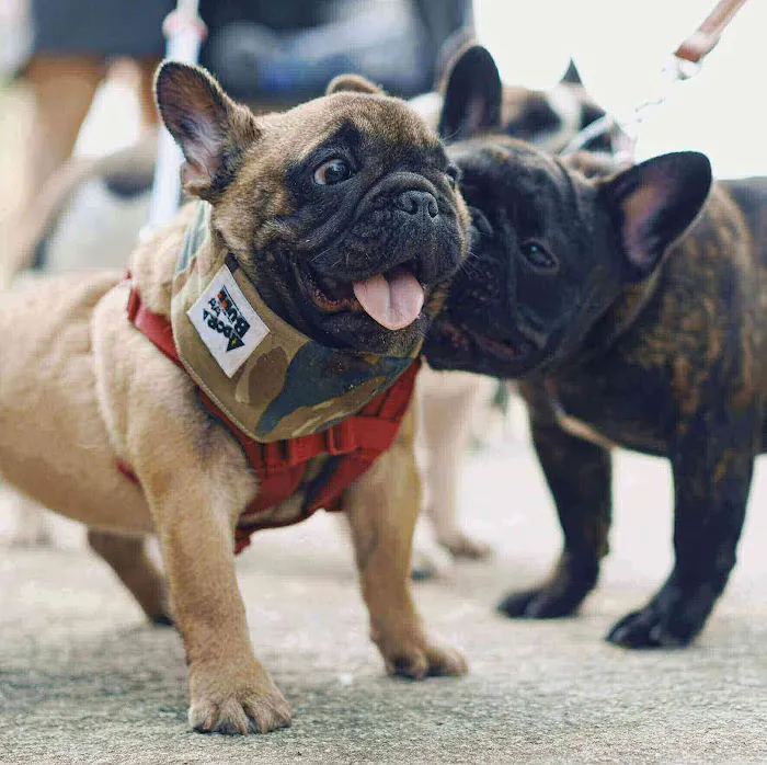 DUD'S FRENCHIE CLOTHING 9