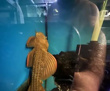 Supreme cichlid llc