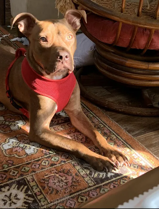 Garners Ferry Animal Hospital 12
