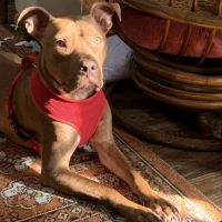Garners Ferry Animal Hospital ico