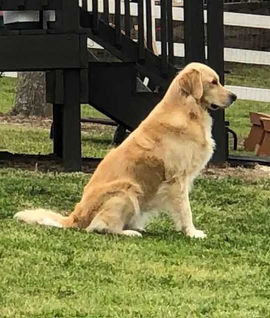 ZenPets Integrative Veterinary Care 12