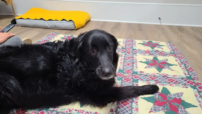 ZenPets Integrative Veterinary Care 12