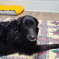 ZenPets Integrative Veterinary Care ico