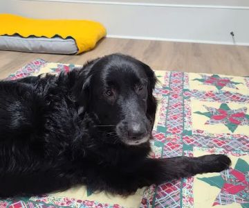ZenPets Integrative Veterinary Care