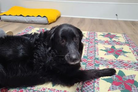 ZenPets Integrative Veterinary Care