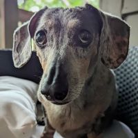 The Humane Society-Spay/Neuter/Vaccine Clinic ico