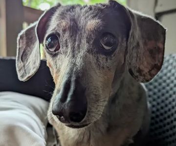 The Humane Society-Spay/Neuter/Vaccine Clinic