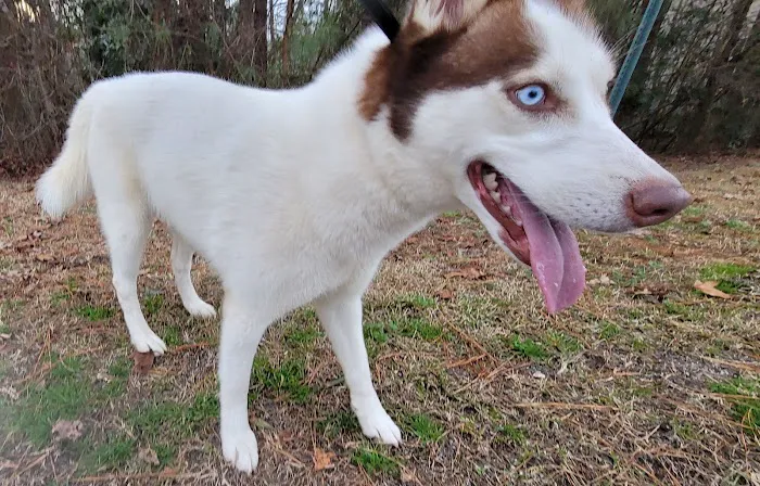 The Humane Society-Spay/Neuter/Vaccine Clinic 12