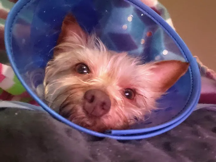 The Humane Society-Spay/Neuter/Vaccine Clinic 12
